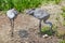 Mated pair of Sandhill cranes with eggs