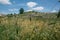 Matera apulia summer field in Italy