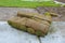 Material for landscaping territory with rolls of turf natural rolled lawn