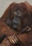 Maternal Love for Orangutan for her Newborn