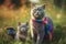 maternal love between two british shorthair cats, a mother and her kitten, who proudly wear lgtbi flags on their necks, Generative