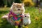 maternal love between two Persian cats, a mother and her kitten, who proudly wear lgtbi flags on their necks, Generative AI