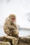 Maternal Wild Snow Monkey Mom Hugging Baby on Rocks