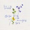 Math design - mathematical graph, flowers. Hand written education concept