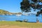 Matiatia Bay, Waiheke Island, New Zealand. Geese living on the shoreline