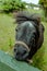 Matilda the shetland pony having a bad hair day