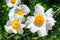 Matilija Poppies, romneya coulteri, California giant white tree poppy flowers