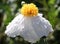 Matilija Poppy