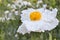 Matilija poppy