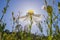 Matilija poppy backlit by the sun, Southern California