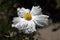 Matilija Poppy Blooming