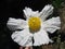 Matilija Poppy Romnea coulteri aka Fried Egg Poppy Close Up