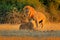 Mating action scene, animal behaviour in the nature habitat. Male and female, evening orange sun, during sunset, Chobe National Pa