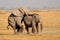 Mating African elephants