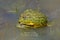 Mating African giant bullfrogs