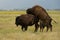 Mating American bison or buffalo