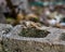 Mating anole lizards on a cement block