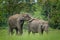 Mating Asian Elephants from Evergreen Indian Forest