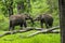 Mating Asian Elephants Foreplay