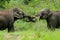 Mating Asian Elephants Foreplay