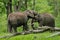 Mating Asian Elephants Kiss of Love