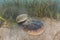 Mating Atlantic Horseshoe Crabs in Cape Cod