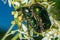 Mating beetles. Rose Chafer Cetonia aurata. Green-golden beetle on a flower