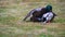 Mating behavior of Mallards Anas platyrhynchos three males fighting for a lady on a lawn