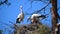The mating behavior of the storks in their nest