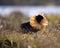 Mating behaviour. Male ruffs are in state of self-advertising