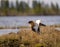 Mating behaviour of ruffs in lek (place of courtship)