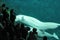 Mating Beluga Whales