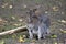 Mating Bennet`s Wallabies