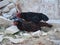 Mating birds. dwarf rooster trying to mate with a fighter chicken