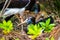 Mating birds in a nest in the wild of Florida