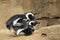 Mating black-footed penguins