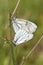 Mating of Black-veined White butterfly, Aporia crataegi