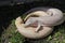 Mating blue-tongue Lizards