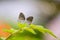 Mating brownies, Lycaenidae on green leaf