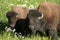Mating Buffaloes