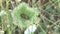 Mating bugs in a flower