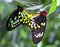 Mating Butterflies