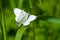 Mating Butterflies against a green backdrop