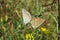 Mating butterflies in the garden, closeup