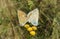 Mating butterflies on tansy plant, closeup