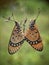 Mating butterfly on dried flower