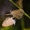 Mating of butterfly with hanging in spider web.