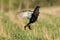 Mating call of jumping male Black grouse