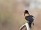 Mating call, red-winged blackbird