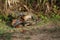 Mating of a Chaco chachalaca couple, Pantanal Wetlands, Mato Grosso, Brazil